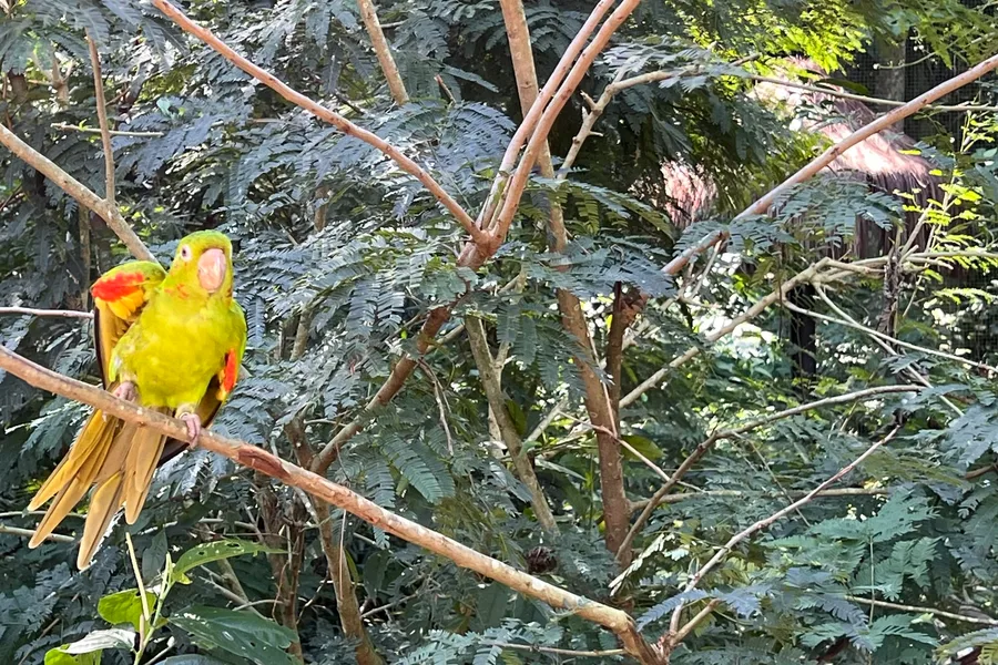 Ave tropical posada dentro del aviario de selva atlántica del Parque das Aves