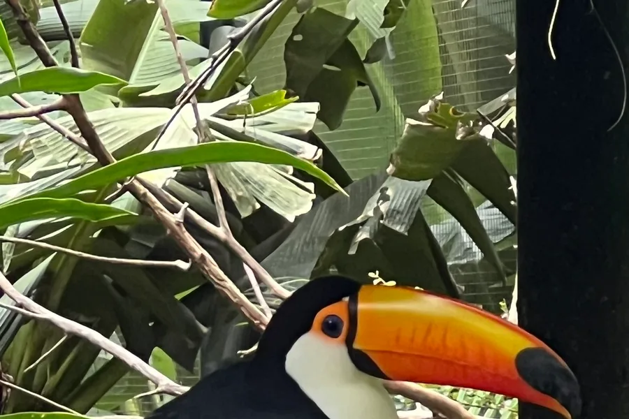 Parque das Aves — Tucanos e araras a um metro